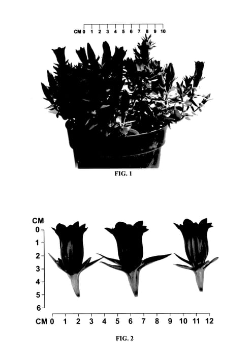 Figure 1 of US plant patent PP27706, the photograph of RI0405128 printed in the patent.