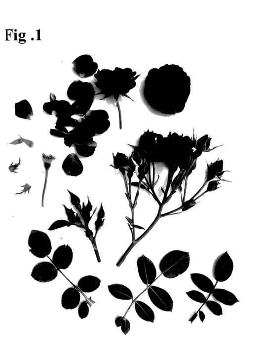 Figure 1 of US plant patent PP27707, the photograph of Poulcy016 printed in the patent.