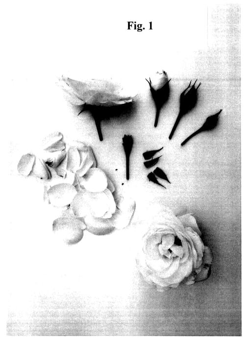 Figure 1 of US plant patent PP27708, the photograph of Poulcas043 printed in the patent.
