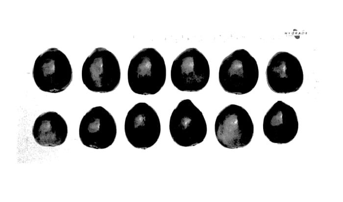 Figure 1 of US plant patent PP27709, the photograph of CNJ99-52-15 printed in the patent.