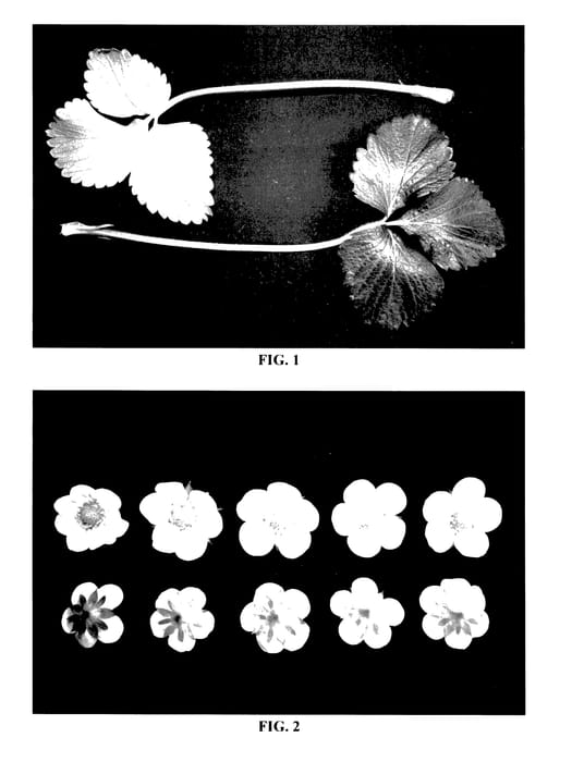 Figure 1 of US plant patent PP27711, the photograph of DrisStrawFortySix printed in the patent.