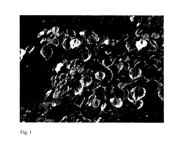 Figure 1 of US plant patent PP27712, the photograph of NCCC1 printed in the patent.