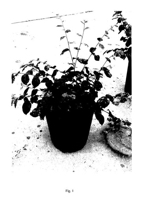 Figure 1 of US plant patent PP27713, the photograph of IRODORI printed in the patent.