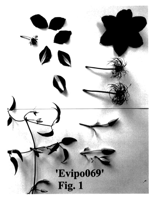 Figure 1 of US plant patent PP27714, the photograph of Evipo069 printed in the patent.