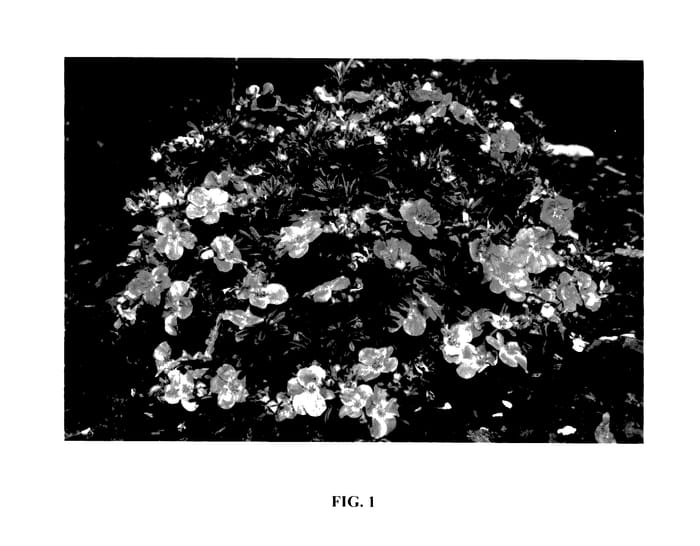 Figure 1 of US plant patent PP27715, the photograph of Hachliss printed in the patent.