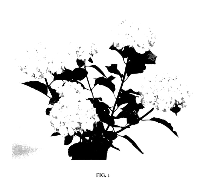 Figure 1 of US plant patent PP27716, the photograph of HORTMAFLAM printed in the patent.