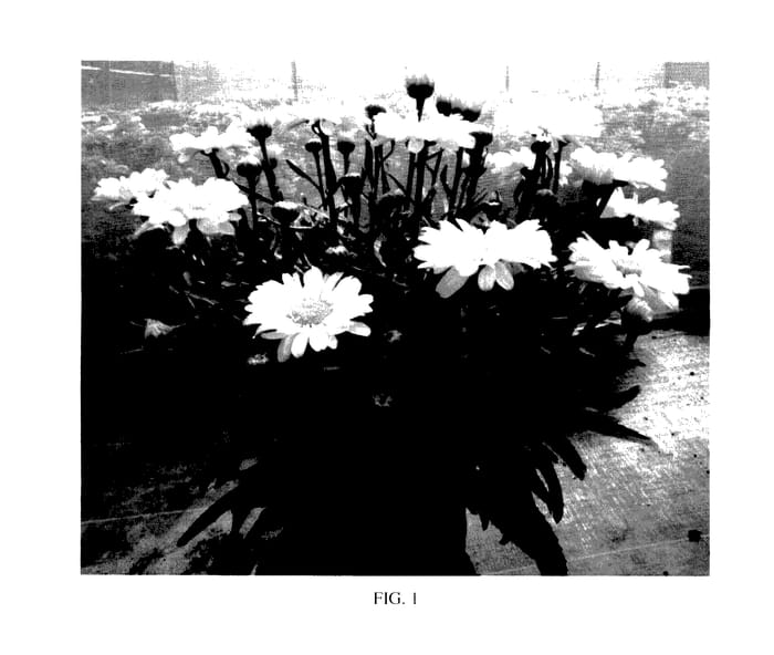 Figure 1 of US plant patent PP27717, the photograph of Real Sunbeam printed in the patent.