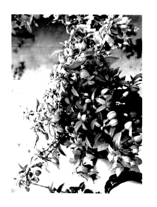 Figure 1 of US plant patent PP27718, the photograph of VOLFUC 5055 printed in the patent.