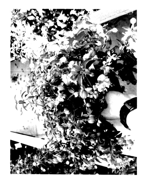 Figure 1 of US plant patent PP27719, the photograph of VOLFUC 6054 printed in the patent.