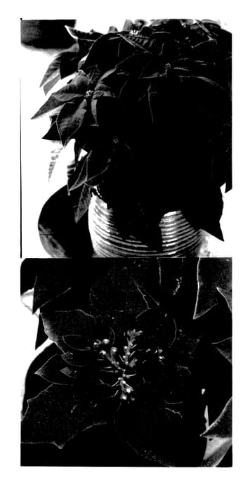 Figure 1 of US plant patent PP27720, the photograph of Bonpri 9172 printed in the patent.
