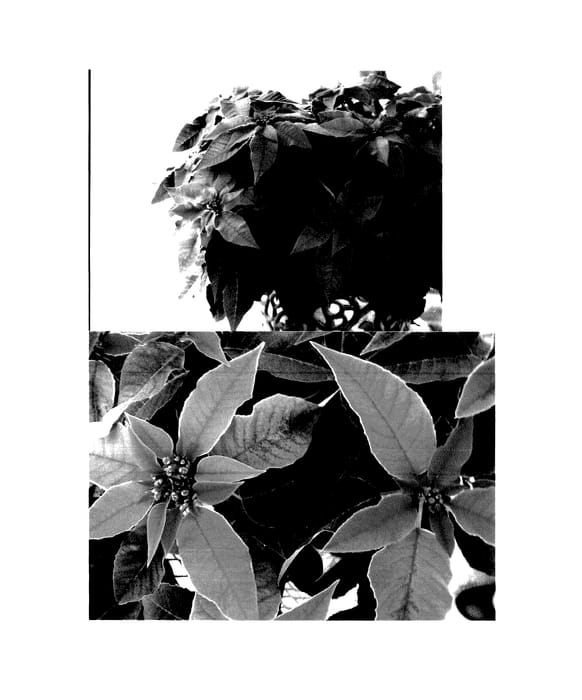 Figure 1 of US plant patent PP27721, the photograph of Bonpri 9276 printed in the patent.