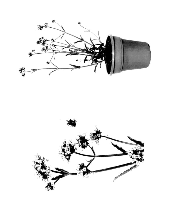 Figure 1 of US plant patent PP27722, the photograph of Invebputow printed in the patent.