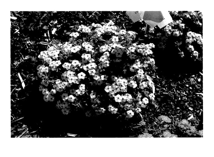 Figure 1 of US plant patent PP27723, the photograph of KAZI14750 printed in the patent.