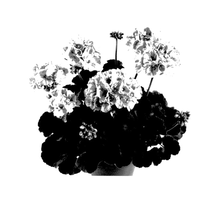 Figure 1 of US plant patent PP27724, the photograph of Pacmopi printed in the patent.
