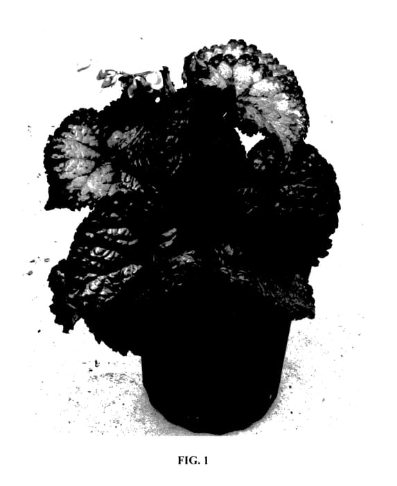 Figure 1 of US plant patent PP27725, the photograph of Plum Paisley printed in the patent.
