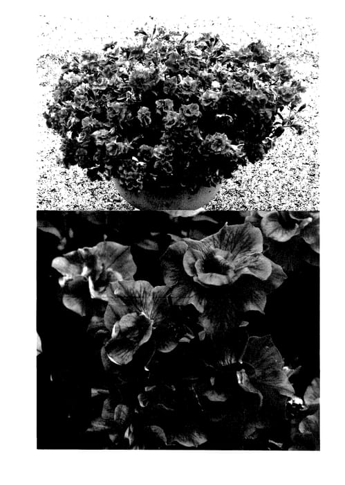 Figure 1 of US plant patent PP27726, the photograph of Sunsurf Miyarona printed in the patent.