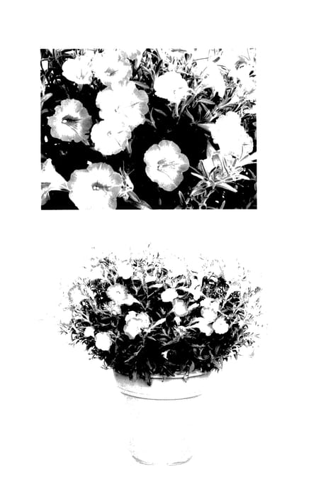 Figure 1 of US plant patent PP27727, the photograph of USTUN69002 printed in the patent.