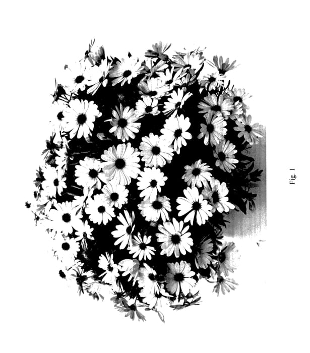 Figure 1 of US plant patent PP27728, the photograph of DOSTICPWHT printed in the patent.