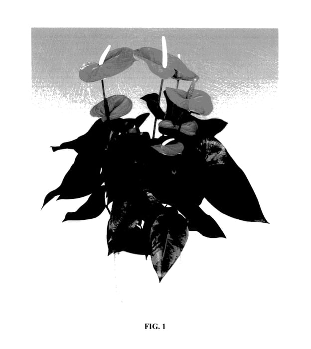 Figure 1 of US plant patent PP27729, the photograph of ANTHDOXIL printed in the patent.