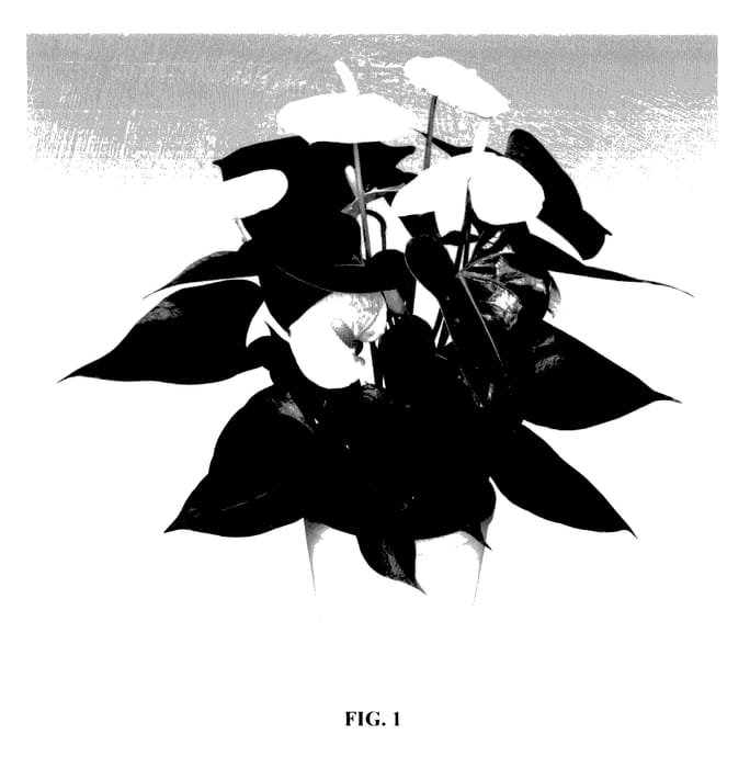 Figure 1 of US plant patent PP27730, the photograph of ANTHDOZAJ printed in the patent.
