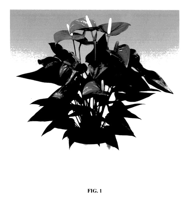 Figure 1 of US plant patent PP27731, the photograph of ANTHDUXH printed in the patent.