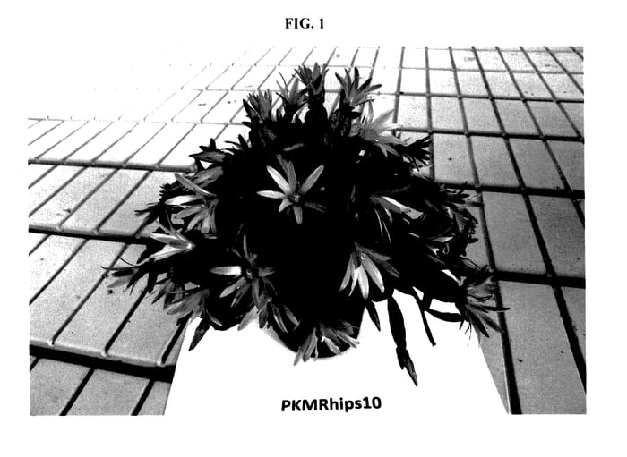 Figure 1 of US plant patent PP27732, the photograph of PKMRhips10 printed in the patent.