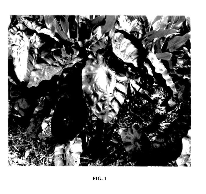 Figure 1 of US plant patent PP27733, the photograph of Painted Black Gecko printed in the patent.