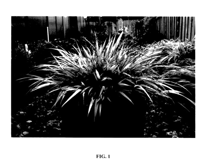 Figure 1 of US plant patent PP27734, the photograph of HABsf1007 printed in the patent.