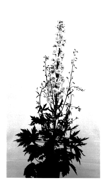 Figure 1 of US plant patent PP27735, the photograph of Coadelcha printed in the patent.