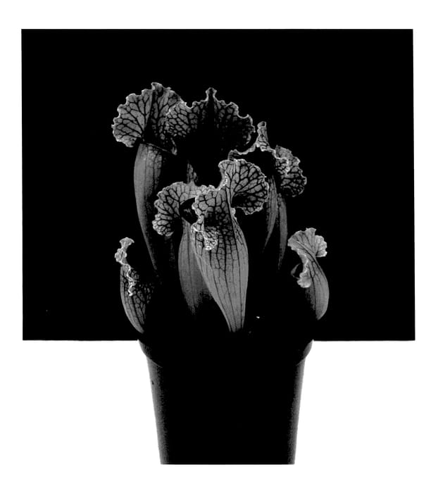 Figure 1 of US plant patent PP27737, the photograph of White Wizard printed in the patent.