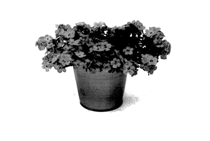 Figure 1 of US plant patent PP27738, the photograph of KLESG14831 printed in the patent.