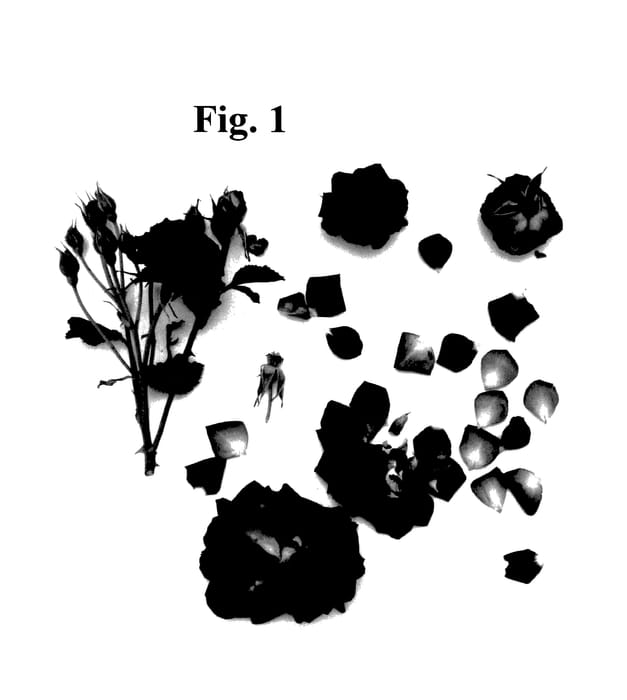 Figure 1 of US plant patent PP27739, the photograph of Poulpal059 printed in the patent.