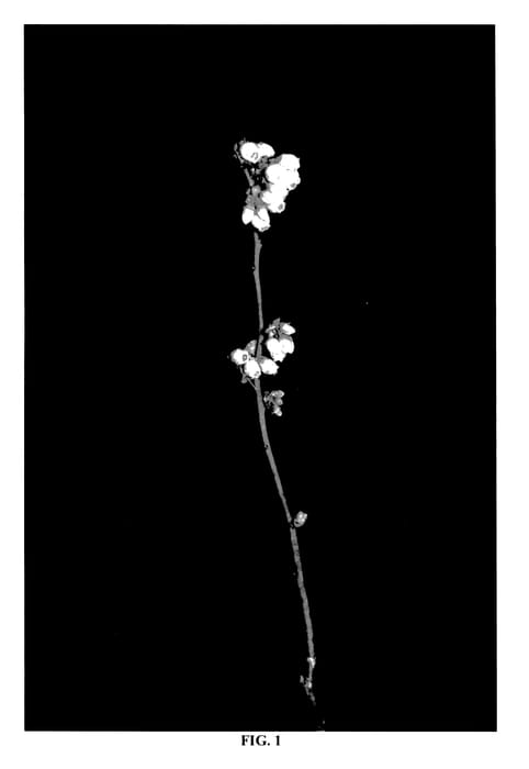 Figure 1 of US plant patent PP27740, the photograph of Patrecia printed in the patent.