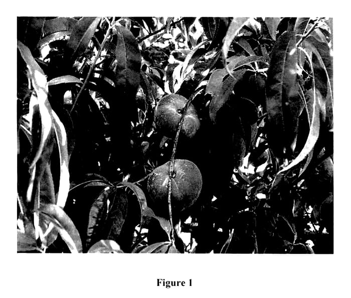 Figure 1 of US plant patent PP27741, the photograph of Flat Delight One printed in the patent.