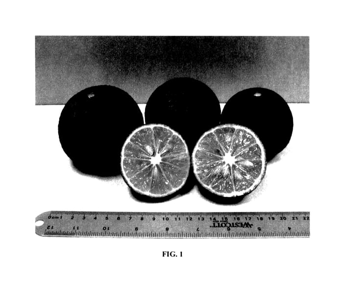 Figure 1 of US plant patent PP27742, the photograph of UFR-2 printed in the patent.