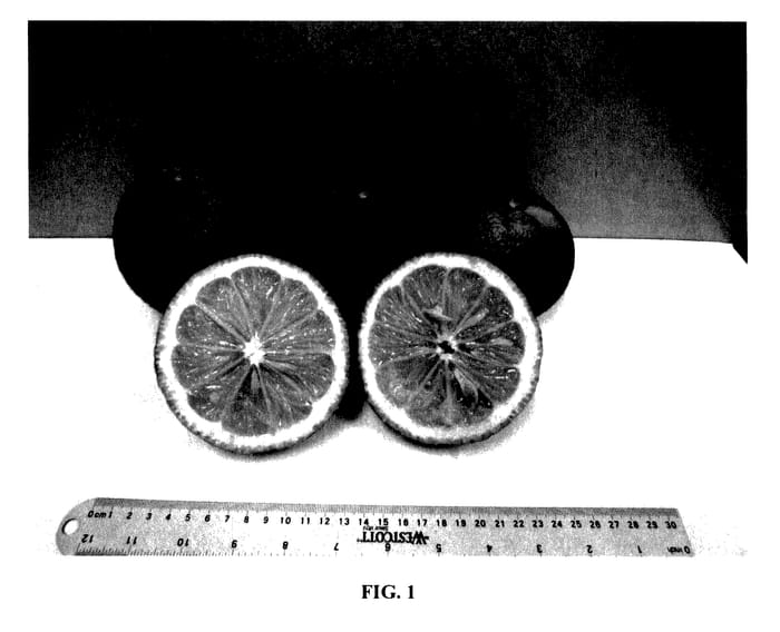 Figure 1 of US plant patent PP27743, the photograph of UFR-16 printed in the patent.