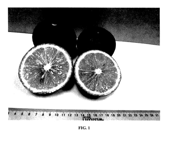 Figure 1 of US plant patent PP27744, the photograph of UFR-3 printed in the patent.