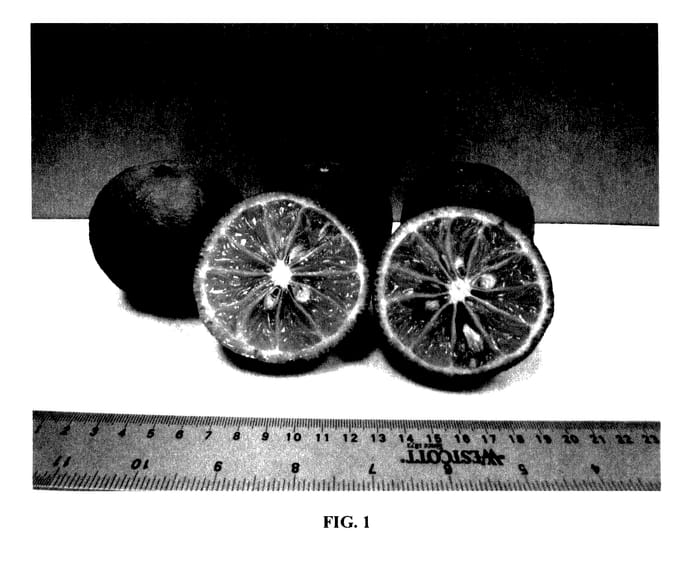 Figure 1 of US plant patent PP27745, the photograph of UFR-4 printed in the patent.