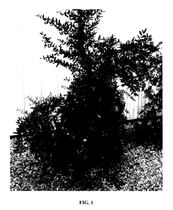 Figure 1 of US plant patent PP27747, the photograph of PQ2009 printed in the patent.
