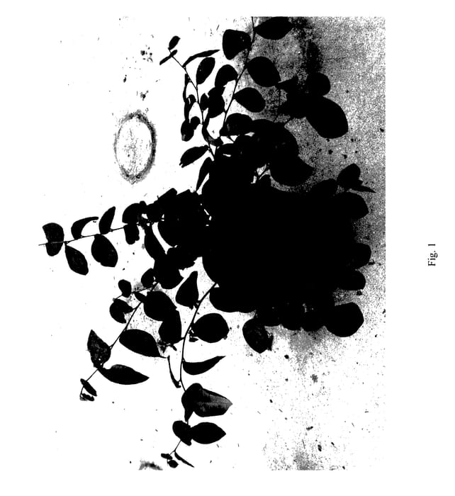 Figure 1 of US plant patent PP27748, the photograph of KURENAI DAIOU printed in the patent.