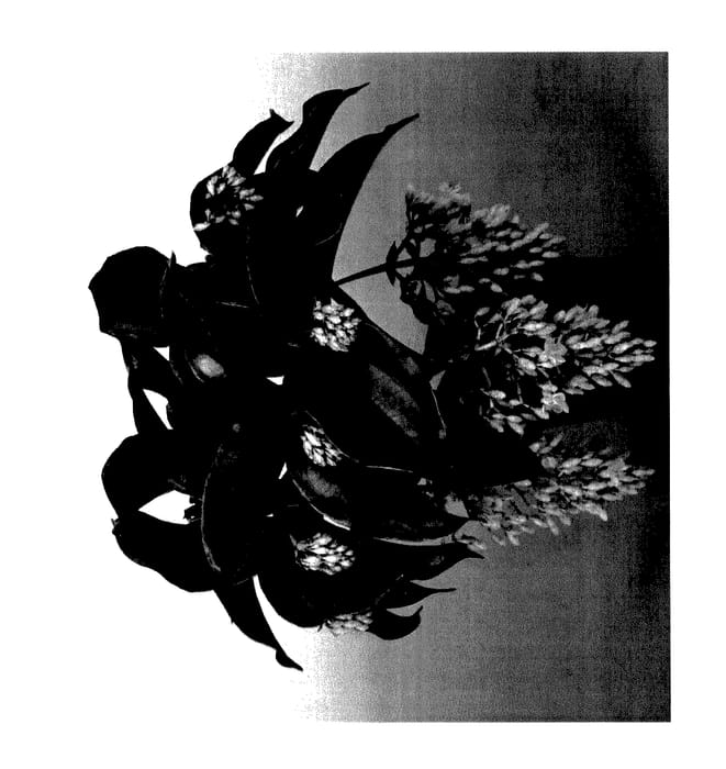 Figure 1 of US plant patent PP27749, the photograph of Arosa printed in the patent.