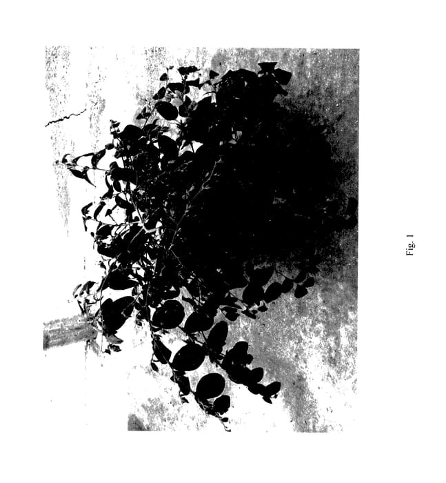 Figure 1 of US plant patent PP27750, the photograph of KURENAI printed in the patent.