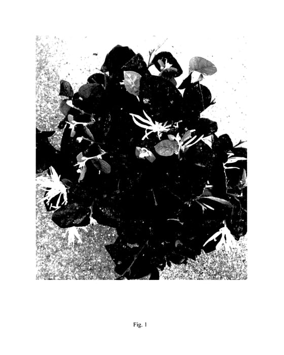 Figure 1 of US plant patent PP27751, the photograph of HAKUOU printed in the patent.