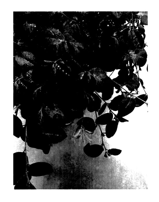 Figure 1 of US plant patent PP27752, the photograph of BENI HIME printed in the patent.