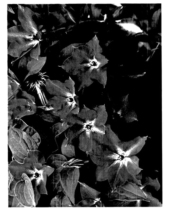 Figure 1 of US plant patent PP27753, the photograph of VIVA POLONIA printed in the patent.