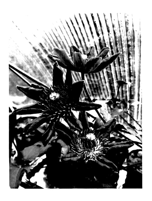 Figure 1 of US plant patent PP27754, the photograph of KBK06 printed in the patent.