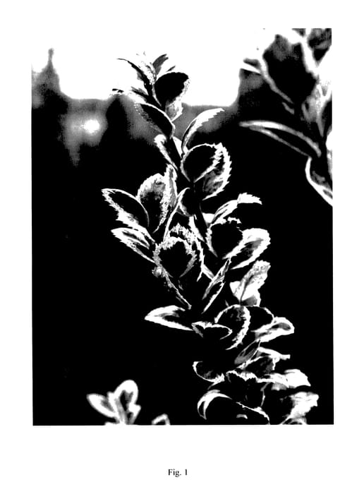 Figure 1 of US plant patent PP27755, the photograph of GEERS printed in the patent.