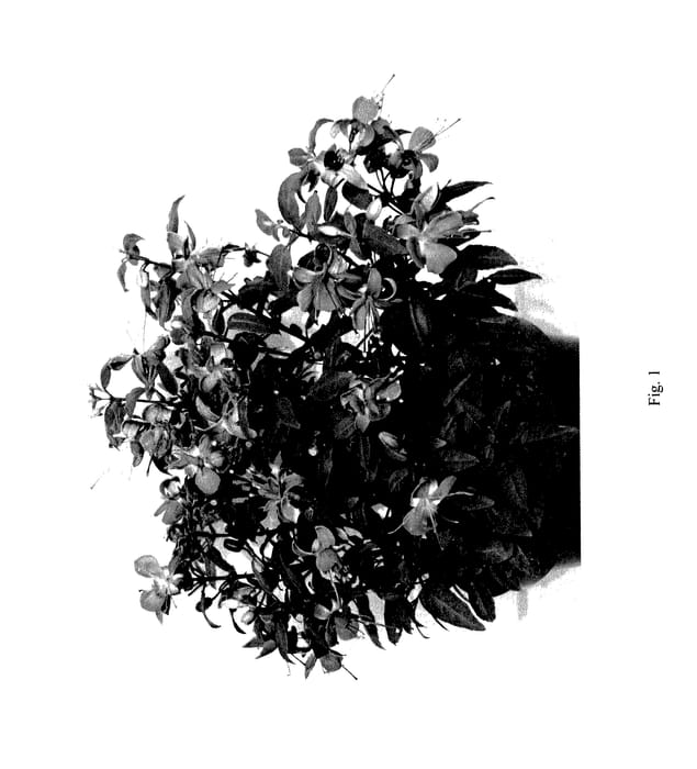 Figure 1 of US plant patent PP27756, the photograph of FWULR24-0 printed in the patent.