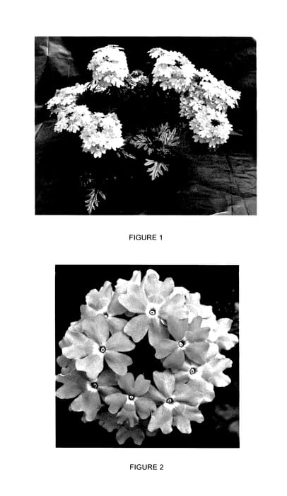 Figure 1 of US plant patent PP27757, the photograph of VEAZ0017 printed in the patent.