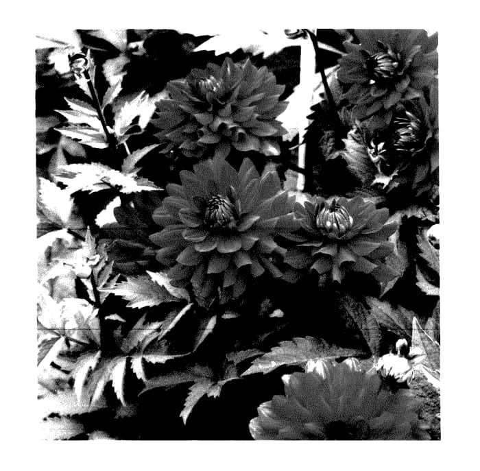 Figure 1 of US plant patent PP27758, the photograph of Karma Amora printed in the patent.